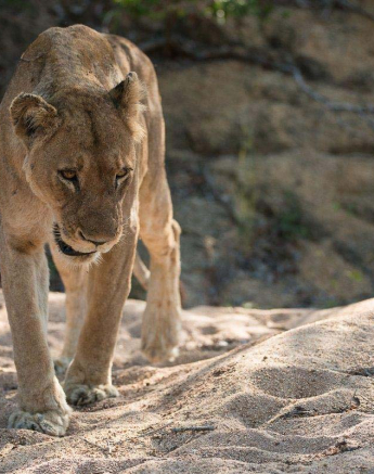 10Terry Ennever Lion And Cubs3 6 3 16 10Terry Ennever Lion And Cubs3 6 3 16