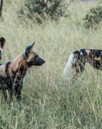 13Kerry Lee Roberg Wild Dogs Final 13Kerry Lee Roberg Wild Dogs Final