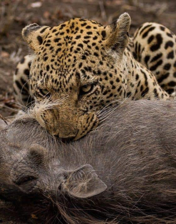 19Kevan Dobbie Xovo Warthog Kill 211018 4 Final