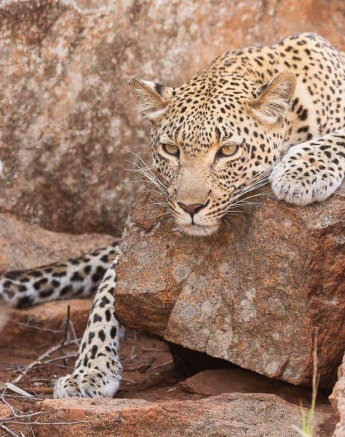 16Frederik Aucamp Kagelia Female Leopard 18 11 2018 2 Final 16Frederik Aucamp Kagelia Female Leopard 18 11 2018 2 Final