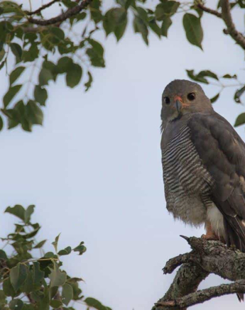 12Kevan Dobbie Lizard Buzzard 030219 Final 12Kevan Dobbie Lizard Buzzard 030219 Final