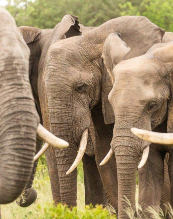 10Frederik Aucamp Elephants 24 01 19 1 Final 10Frederik Aucamp Elephants 24 01 19 1 Final