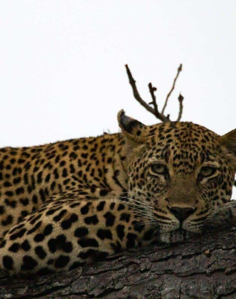 09Louise Murray Scotia 08042019 2 Final 09Louise Murray Scotia 08042019 2 Final