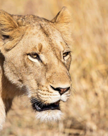 05Kevin Van Der Linde SP 10062019 Sigma 70 200 2 Final 05Kevin Van Der Linde SP 10062019 Sigma 70 200 2 Final