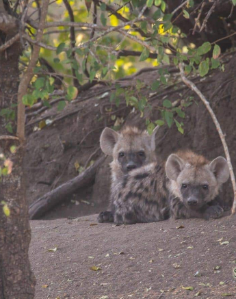 20Frederik Aucamp Spotted Hyena Cubs 05 07 2019 3 Final 20Frederik Aucamp Spotted Hyena Cubs 05 07 2019 3 Final