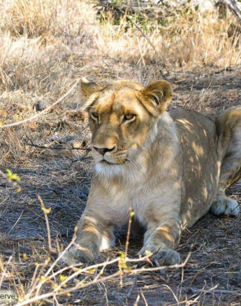 21Ronald Mutero Lion 03102019 16 Final 21Ronald Mutero Lion 03102019 16 Final