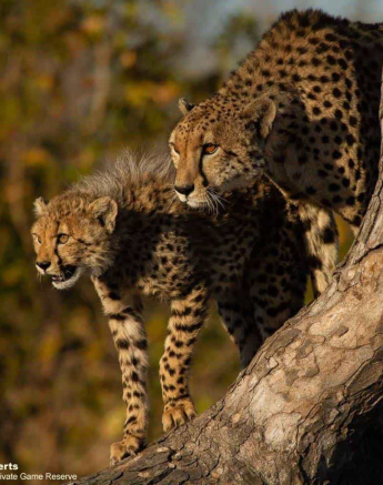 06Amy Roberts Cheetah 2 150720 Final 06Amy Roberts Cheetah 2 150720 Final