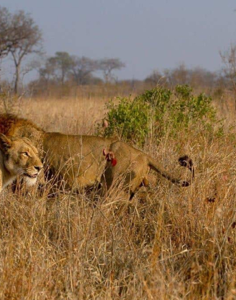 12Amy Roberts Lion Nwasitshaka SP 2 060820 Edit Final 12Amy Roberts Lion Nwasitshaka SP 2 060820 Edit Final