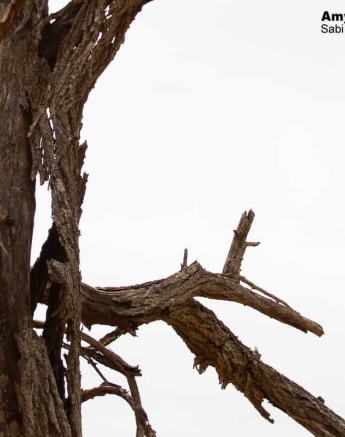06Amy Leigh Dead Tree Bark Sloughing Final 06Amy Leigh Dead Tree Bark Sloughing Final