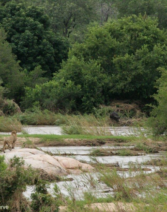 29Erin Herbst Male Lion 2 090221 Final