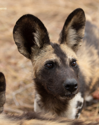 07Tyron Van Der Walt Wild Dog Pups 10112019 4 Final 07Tyron Van Der Walt Wild Dog Pups 10112019 4 Final