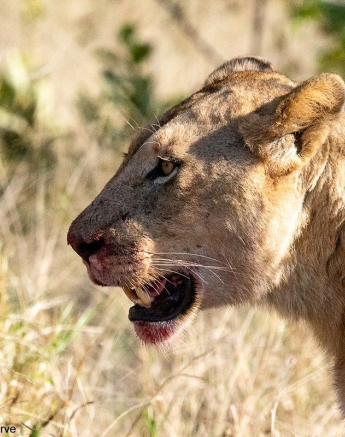 18ronald Mutero Stix And Cubs 17062021  2 Final 18ronald Mutero Stix And Cubs 17062021  2 Final