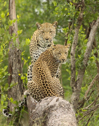 A34Erin Herbst Kigelia Cub 2 231221 Final