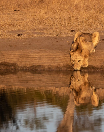 06Kevin Van Der Linde Talamati Lions And Rhino 15062019 Sigma 70 200 F2.8 4 Final 06Kevin Van Der Linde Talamati Lions And Rhino 15062019 Sigma 70 200 F2.8 4 Final