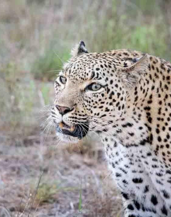 A08ronald Mutero Keegelia And Cub 16122022 2 Final