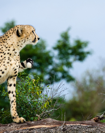 Cheetah 6s Cheetah 6s