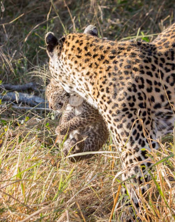 Nottins And Cub 01 Nottins And Cub 01