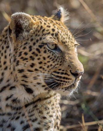 11Pravir Patel Leopard04 080915 11Pravir Patel Leopard04 080915
