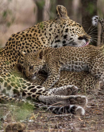 05Franscois Rosslee Ingwelbc