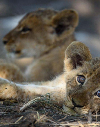 15Mike Palmer SP Cubs 050316 1