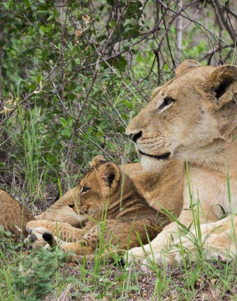 13Sheldon Hooper SP Cubs Thick Bush