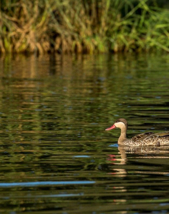 30Kyle Red Billed Teal 2 Final 30Kyle Red Billed Teal 2 Final