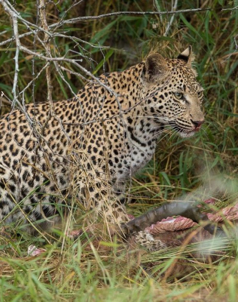 14Terry Ennever LBCcub 13517 5 Final