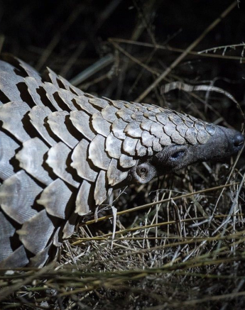 07Terry Ennever Pangolin 24717 Final