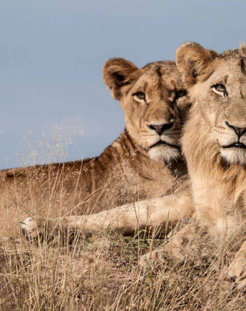 33Kerry Lee Roberg Lions Final 33Kerry Lee Roberg Lions Final