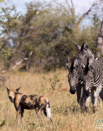 12Frederik Aucamp Wild Dogs 02 Final