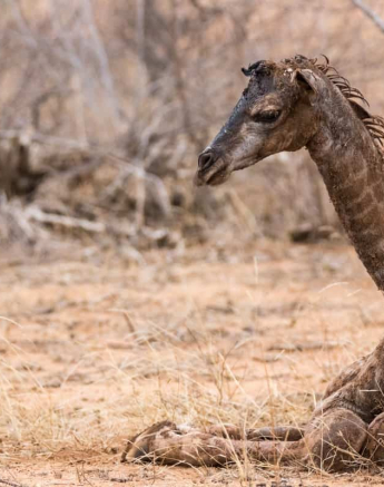08Kevin Van Der Linde Newborn Giraffe 2 2 Final 08Kevin Van Der Linde Newborn Giraffe 2 2 Final