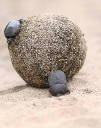 Ally Ross Dung Beetle 03 Final Ally Ross Dung Beetle 03 Final