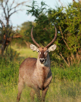 34Marco Vietti Waterbuck 190220 Final 34Marco Vietti Waterbuck 190220 Final