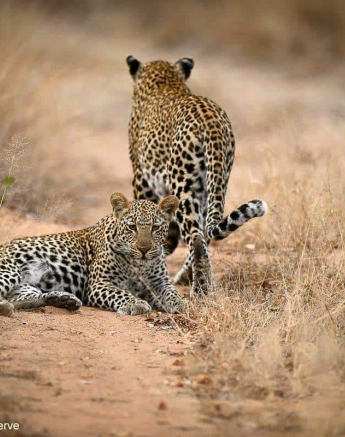 08Ally Ross 202000609 Scotia And Cub 02 Final