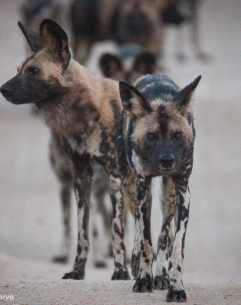 16Louise Murray Wild Dogs 04062020 1 Final