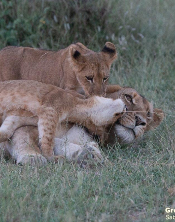 29Greg Heasman Sp Cubs 13032021 3 Final