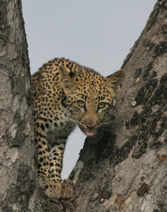 23Erin Herbst Ntsumi Cub 1 250321 Final 23Erin Herbst Ntsumi Cub 1 250321 Final