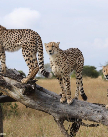 26Marco Vietti Cheetah 1 070521 Final