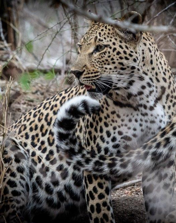 A21Ronald Mutero Ntsumi And Cub 30092021 4 Final