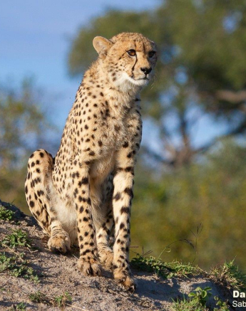 A07Daniel Greyvenstein Cheetah And Cub 150622 11 Final A07Daniel Greyvenstein Cheetah And Cub 150622 11 Final