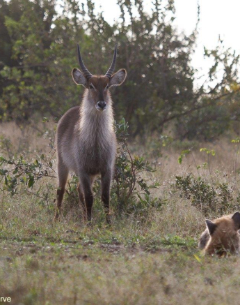 A05Amy Leigh Hyena Waterbuck 260622 Final A05Amy Leigh Hyena Waterbuck 260622 Final