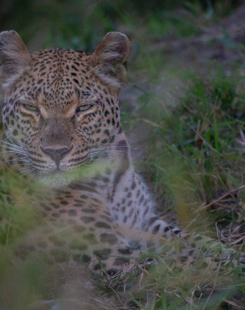 A19Amy Leigh Leopard Nsumi 1 280622 A19Amy Leigh Leopard Nsumi 1 280622