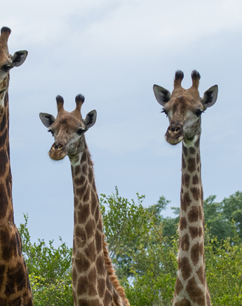 09andries Umkhombicamp.blog .giraffe 1 Final