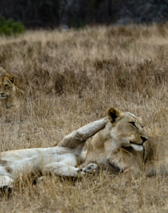 Southern Pride 5 Southern Pride 5