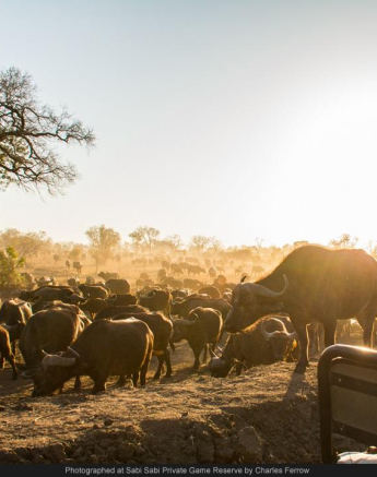 1974255 737008343013486 64332305037532704 O