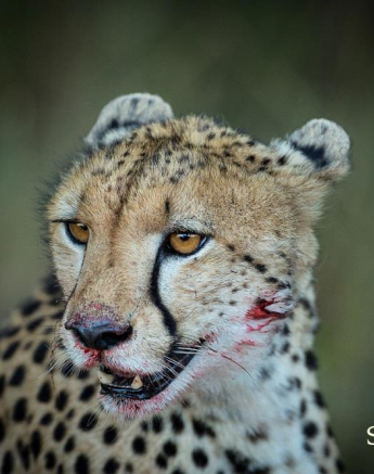 10959884 812191845495135 4751551216659640150 O