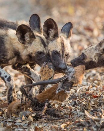 26Pravir Patel Wild Dog02 100915 26Pravir Patel Wild Dog02 100915