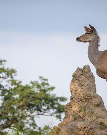 02Mike Palmer Kudu 040416