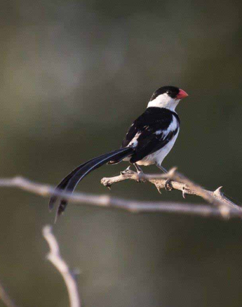 43Kevan Dobbie Pin Tailed Whydah 120318 Final 43Kevan Dobbie Pin Tailed Whydah 120318 Final