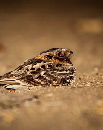 24Ally Ross Firey Necked Nightjar 11082018 Final 24Ally Ross Firey Necked Nightjar 11082018 Final